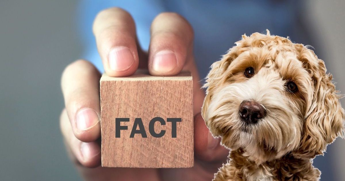 Interesting Dog Facts