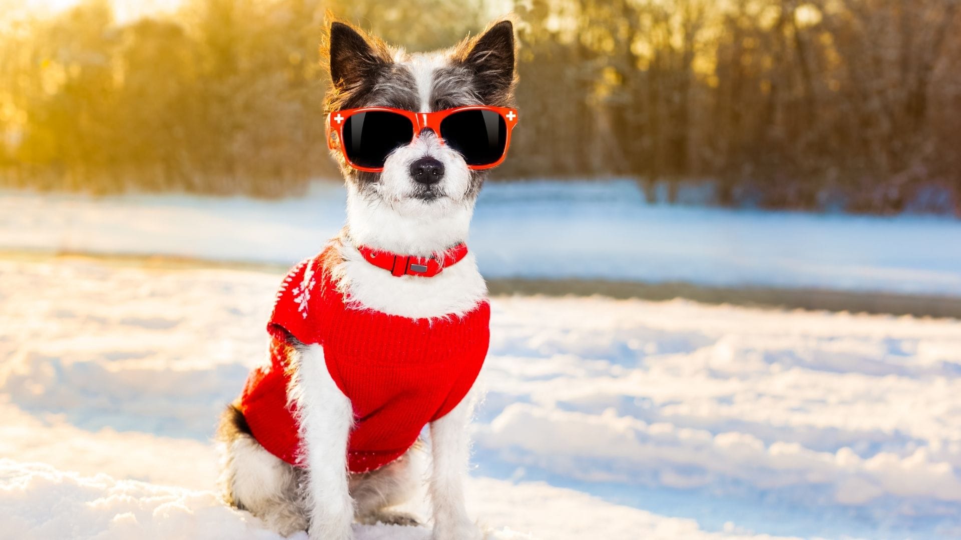 Winter Weather Safety for Dogs and Pets