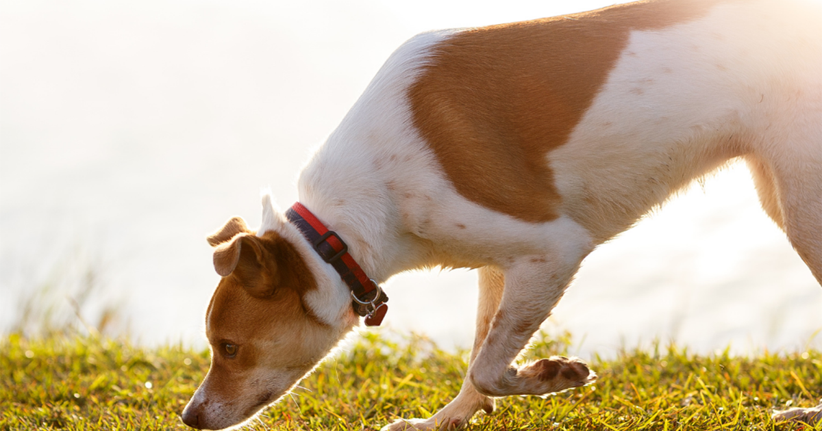 How Sensitive Is A Dog's Sense Of Smell?
