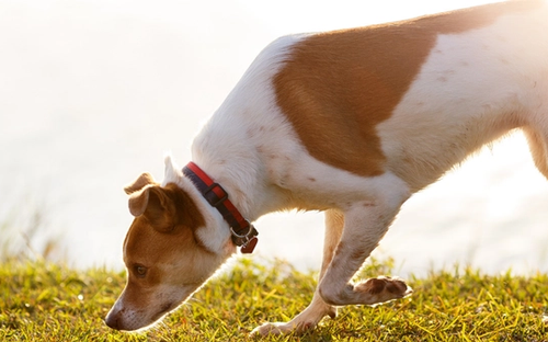 How Sensitive Is A Dog's Sense Of Smell?