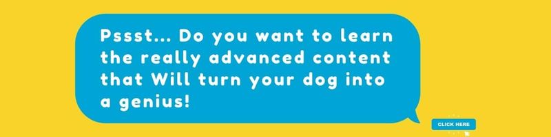 important steps with your dog training strategy