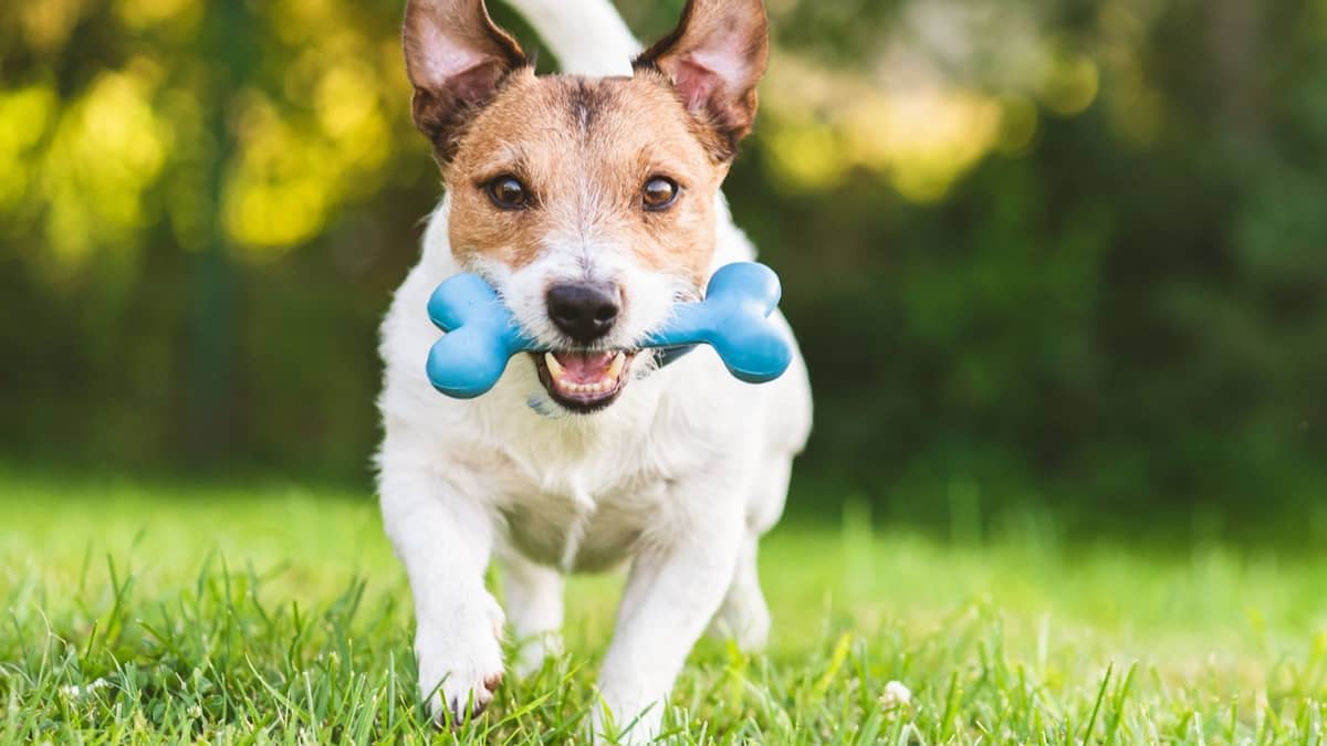 A dog holding a blue chew bone running happily in a green field