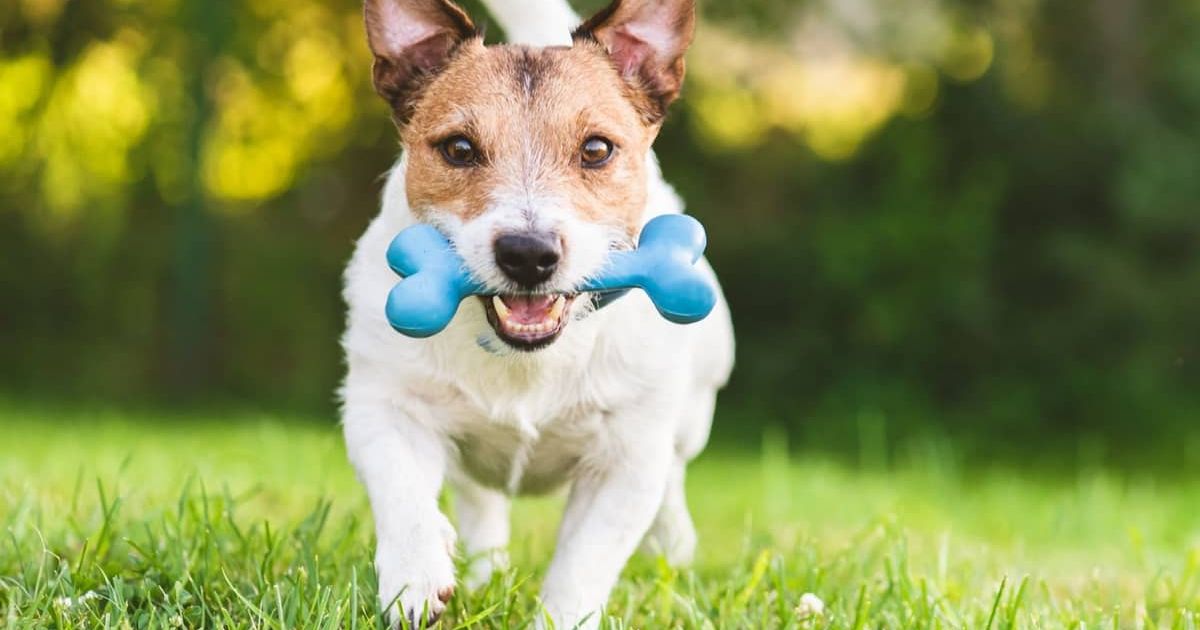 A dog holding a blue chew bone running happily in a green field
