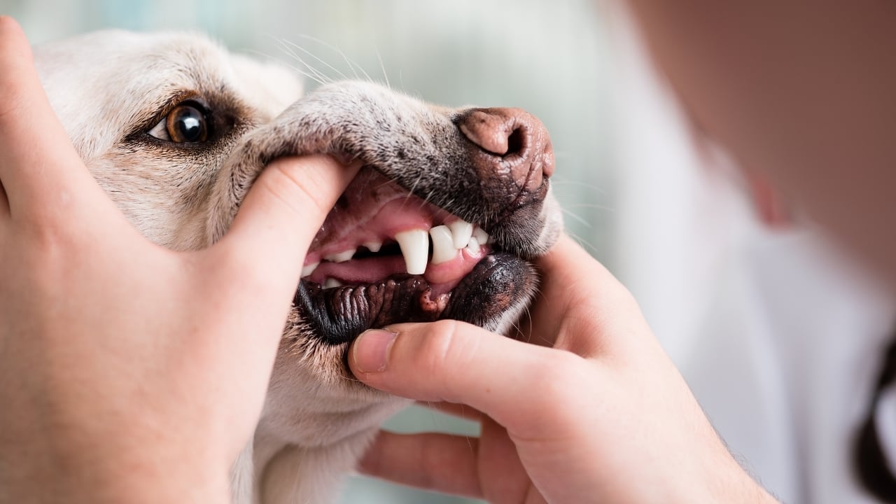 Taking Care Of Your Dog's Teeth And Gums