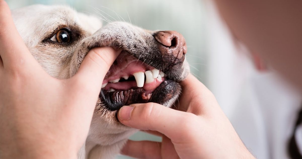 Taking Care Of Your Dog's Teeth And Gums