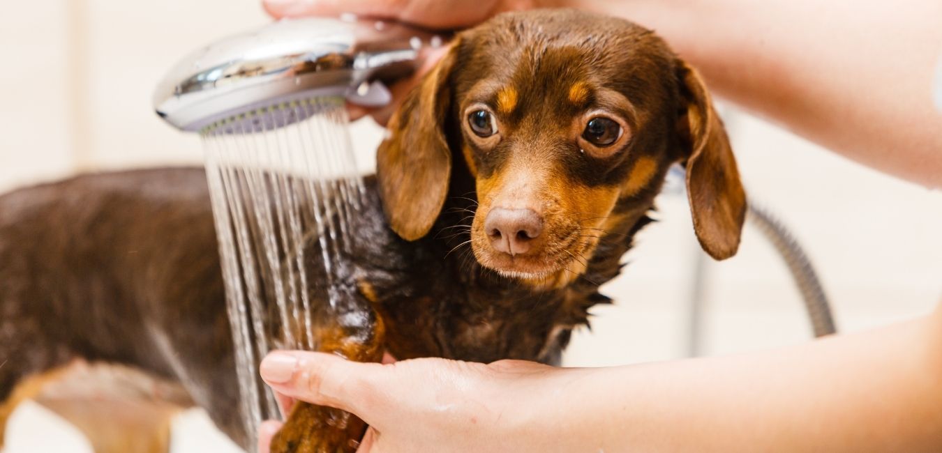 9+ Essential Grooming Tips To Consider for the Family Dog