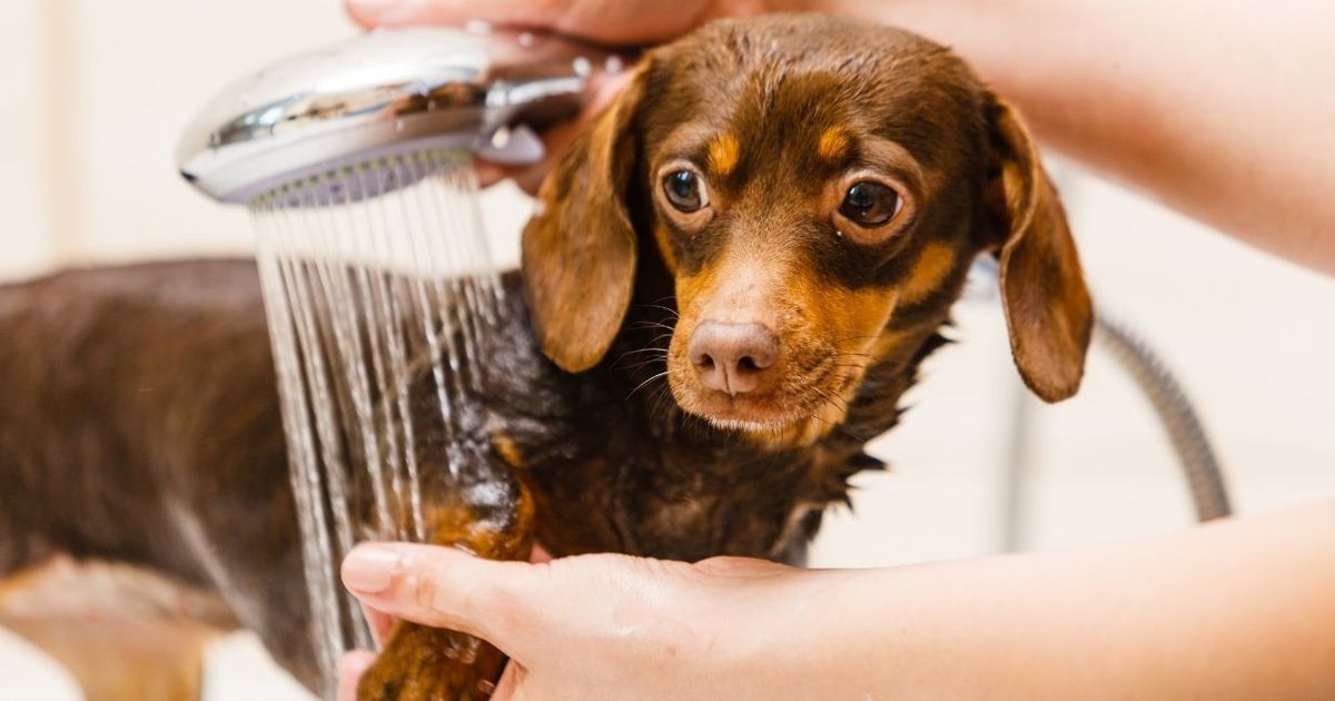 9+ Essential Grooming Tips To Consider for the Family Dog