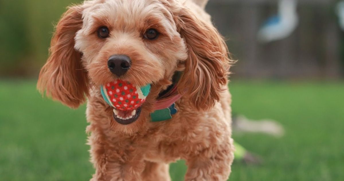 Brain Training for Dogs: How to Make It Work?