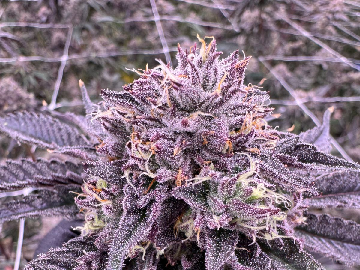 Permanent Marker cannabis flower showing vibrant purple buds covered in frosty trichomes with curling white and orange pistils, grown at Northwest Local Cannabis indoor facility