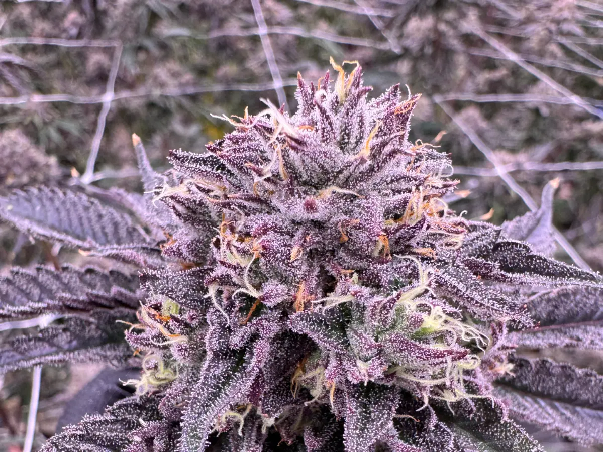 Permanent Marker cannabis flower showing vibrant purple buds covered in frosty trichomes with curling white and orange pistils, grown at Northwest Local Cannabis indoor facility