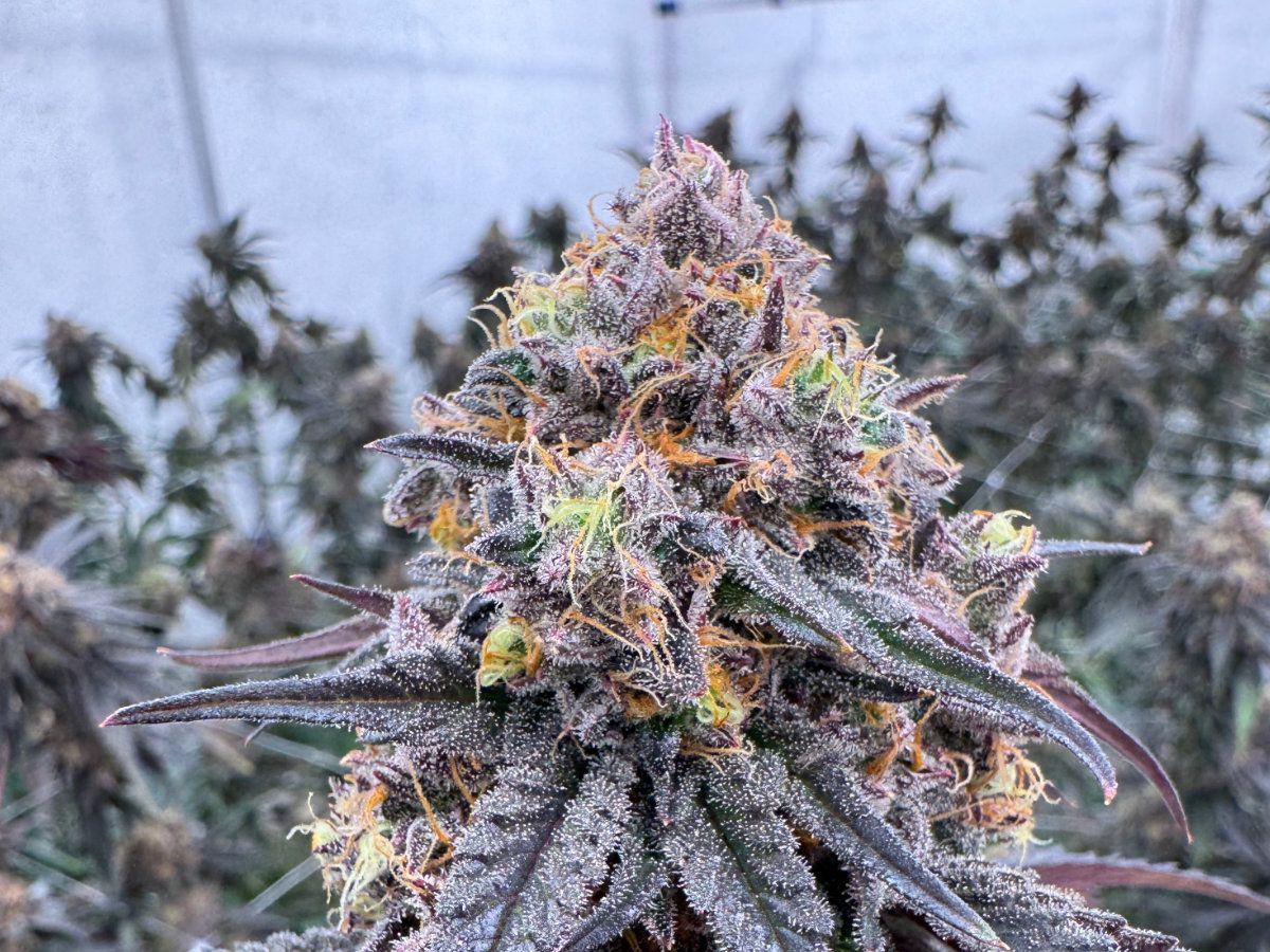 Animal Mints cannabis flower showing a tall deep purple cola with bright orange pistils and heavy frosty trichome coverage against a soft white grow-room backdrop, grown at Northwest Local Cannabis indoor facility