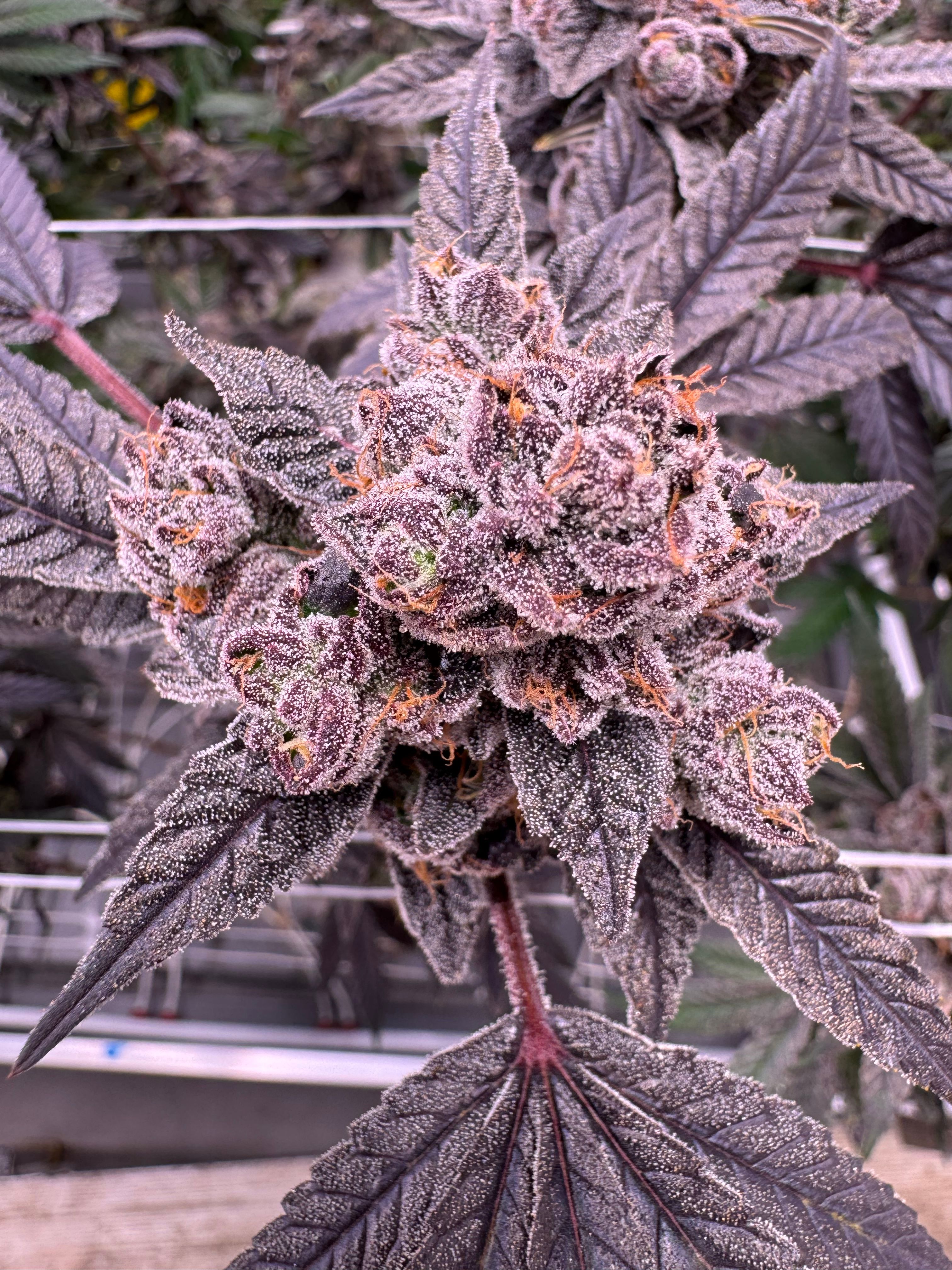 Gastro Pop cannabis cola with deep purple buds and crystalline trichome coverage, red stems and dark purple sugar leaves visible against indoor canopy, grown at Northwest Local Cannabis