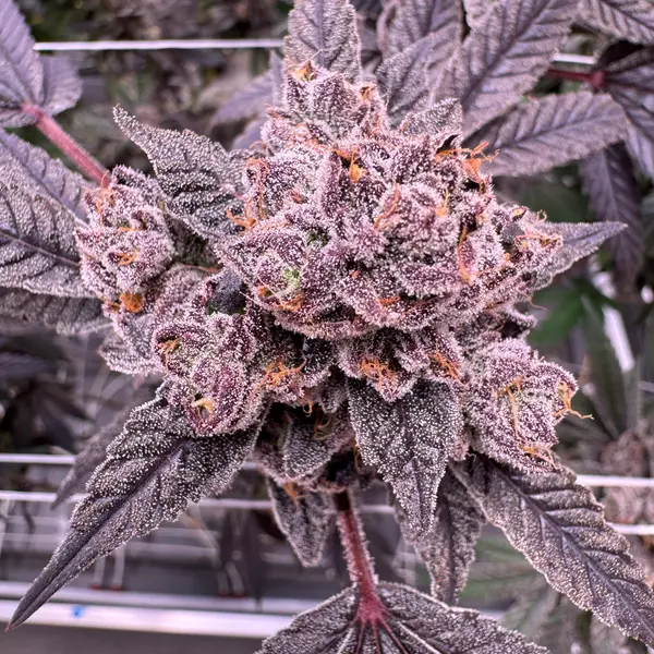 Gastro Pop cannabis cola with deep purple buds and crystalline trichome coverage, red stems and dark purple sugar leaves visible against indoor canopy, grown at Northwest Local Cannabis