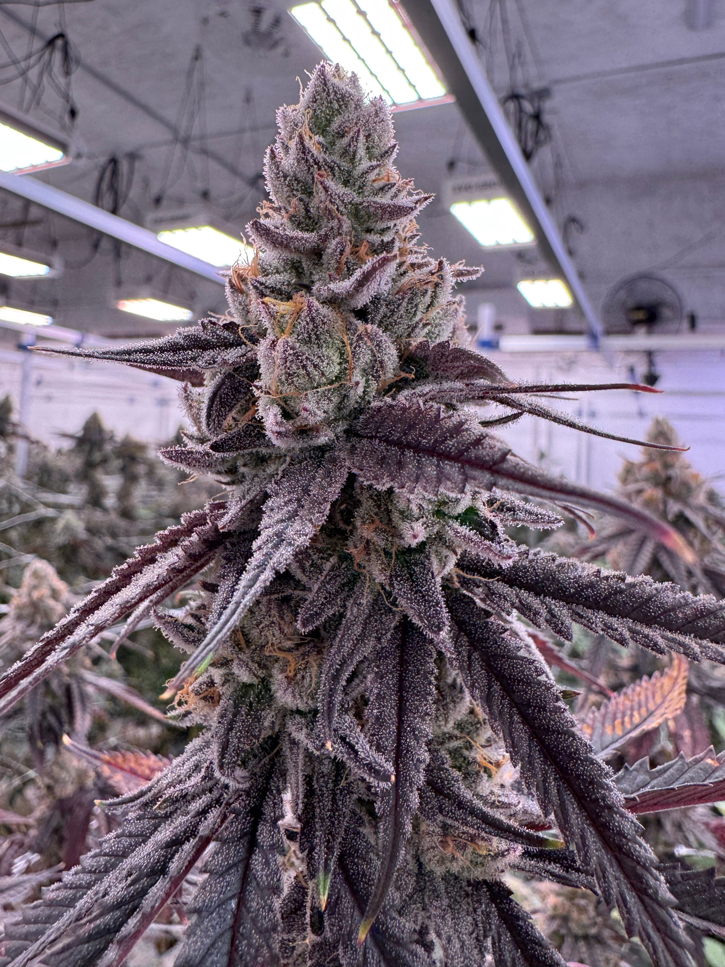 Side view of a long Kacklesnatch cola with very dark near-black purple sugar leaves curling around dense bud clusters, heavy trichome frost and orange pistils against indoor canopy and grow lights at Northwest Local Cannabis