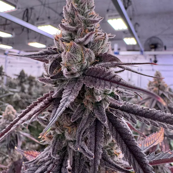 Side view of a long Kacklesnatch cola with very dark near-black purple sugar leaves curling around dense bud clusters, heavy trichome frost and orange pistils against indoor canopy and grow lights at Northwest Local Cannabis