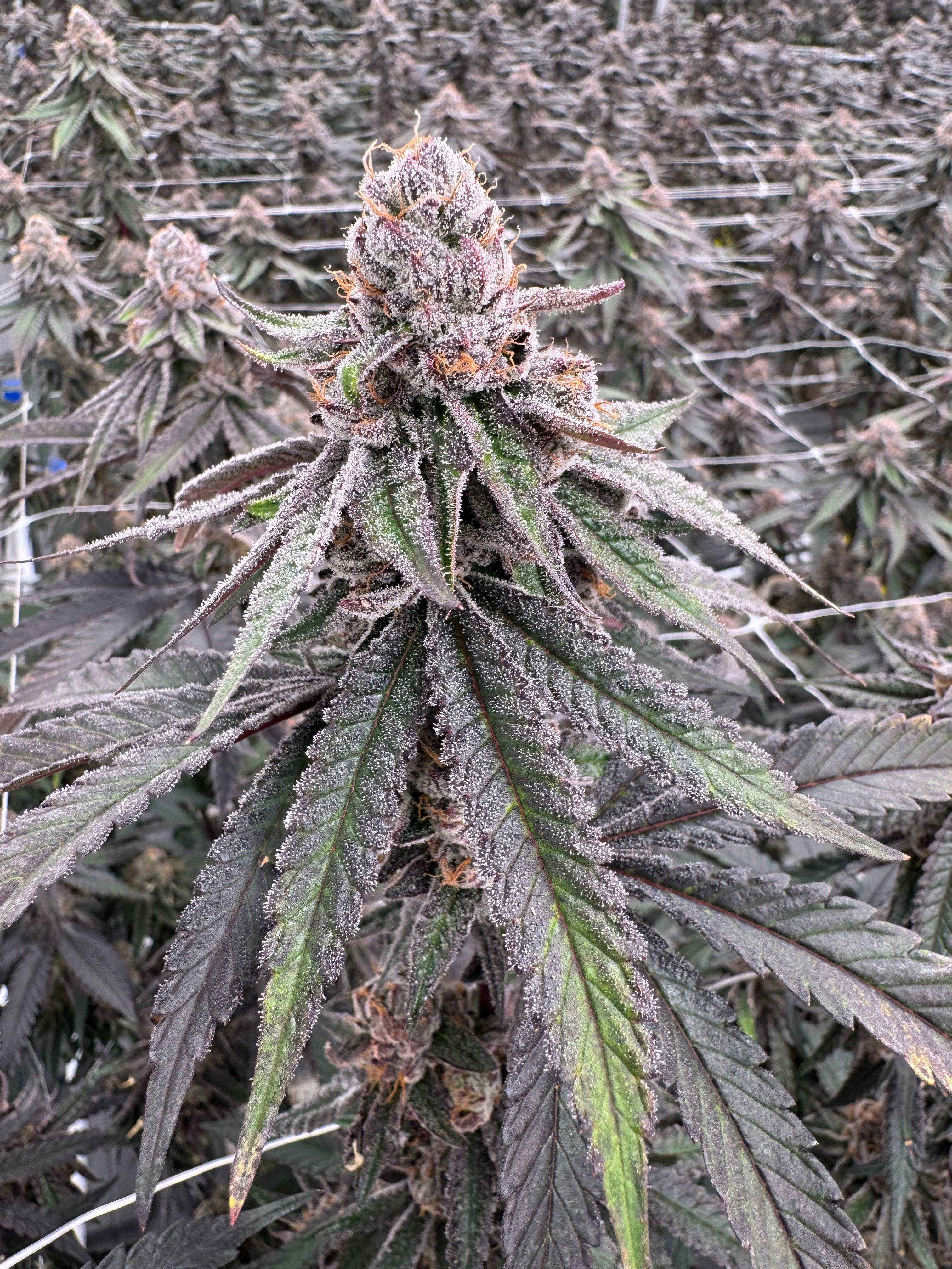Close-up of a Cherry Bomb cola showing purple sugar leaves coated in white trichomes and amber pistils on the trellised canopy at Northwest Local Cannabis