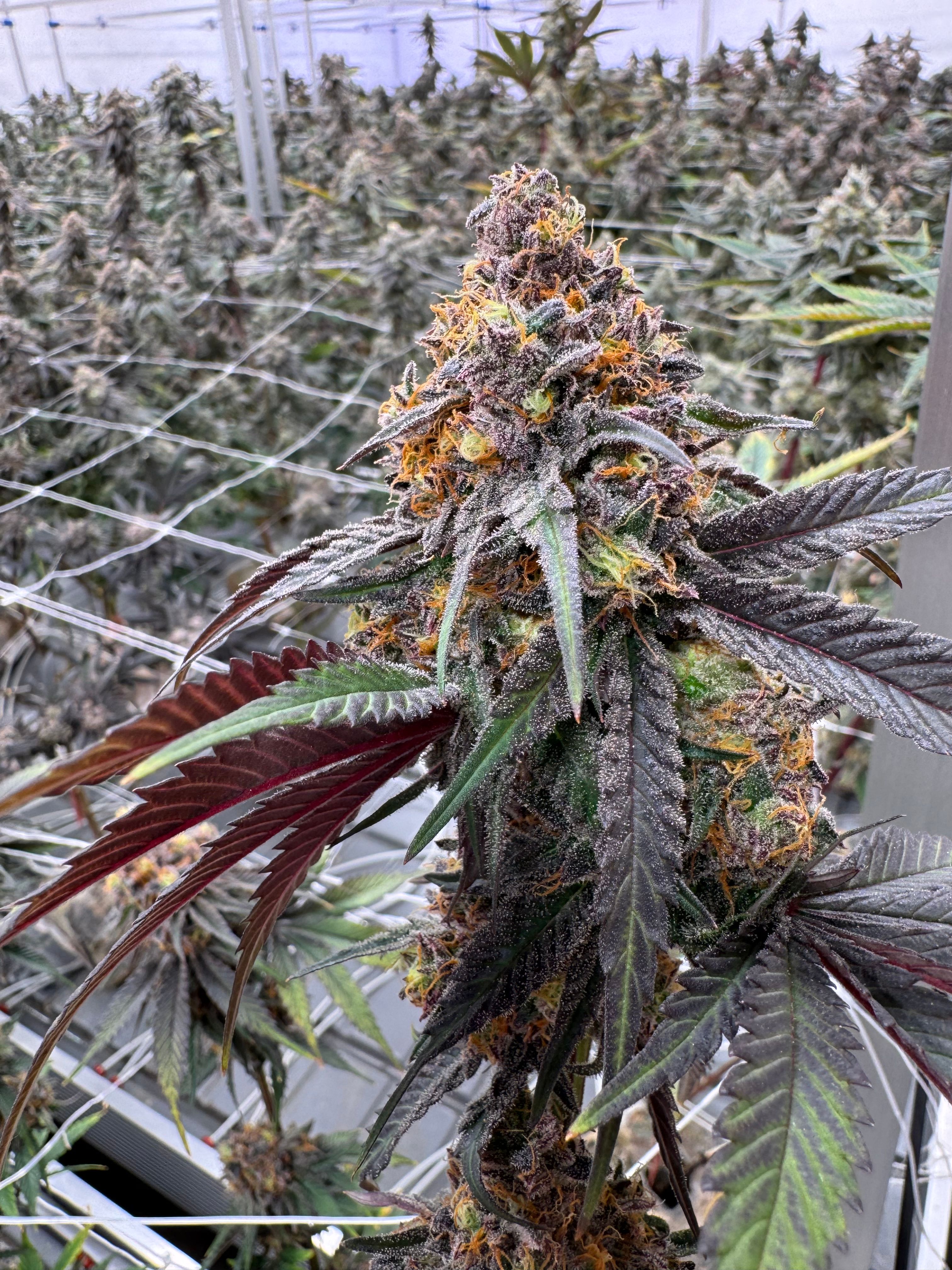 Side view of a thick Animal Mints cola showing near-black purple sugar leaves curling around the bud, vibrant orange pistils and heavy trichome coverage in Northwest Local Cannabis indoor grow facility