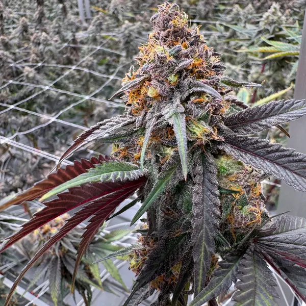 Side view of a thick Animal Mints cola showing near-black purple sugar leaves curling around the bud, vibrant orange pistils and heavy trichome coverage in Northwest Local Cannabis indoor grow facility
