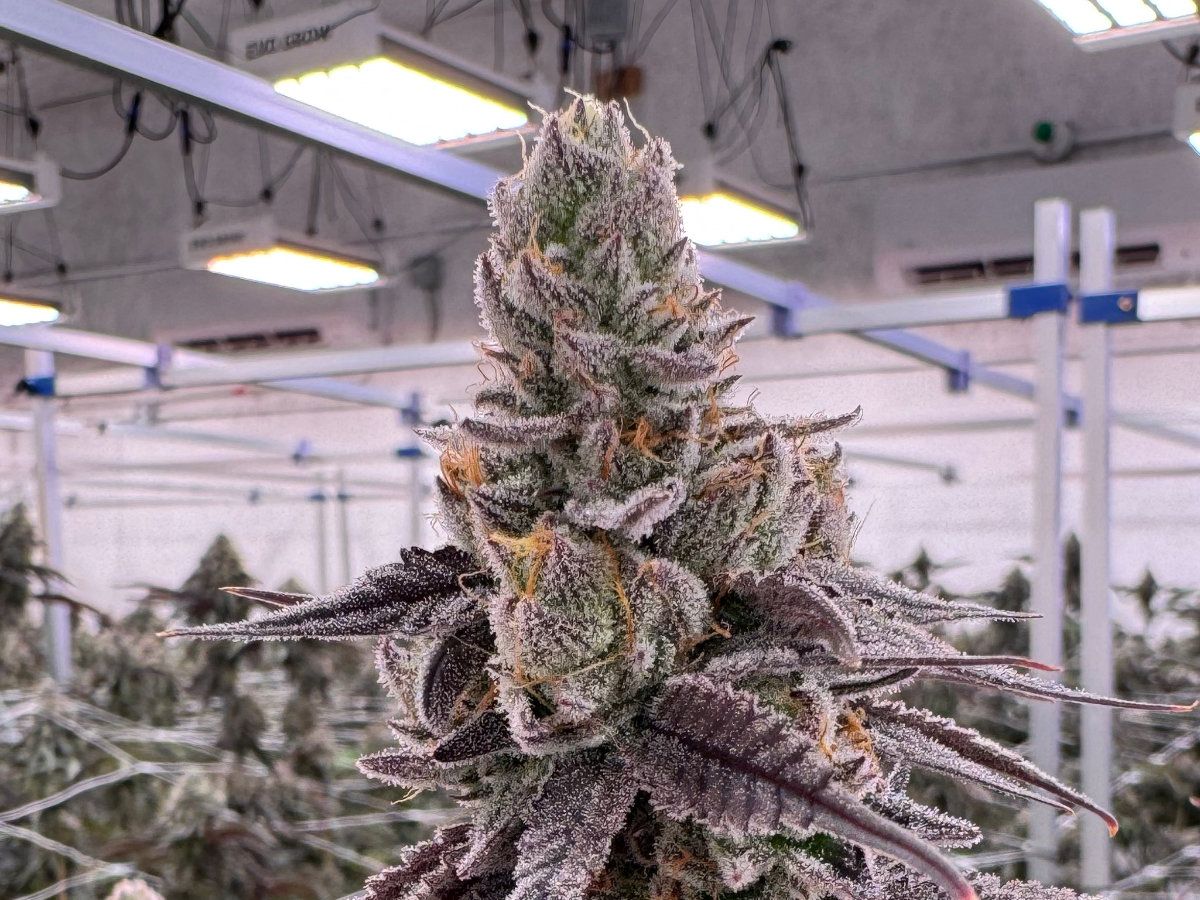 Kacklesnatch cannabis flower showing a tall pyramid-shaped cola at canopy level with dense frosty trichome coverage, deep purple sugar leaves and bright orange pistils, grown at Northwest Local Cannabis indoor facility with overhead LED grow lights and trellis netting visible