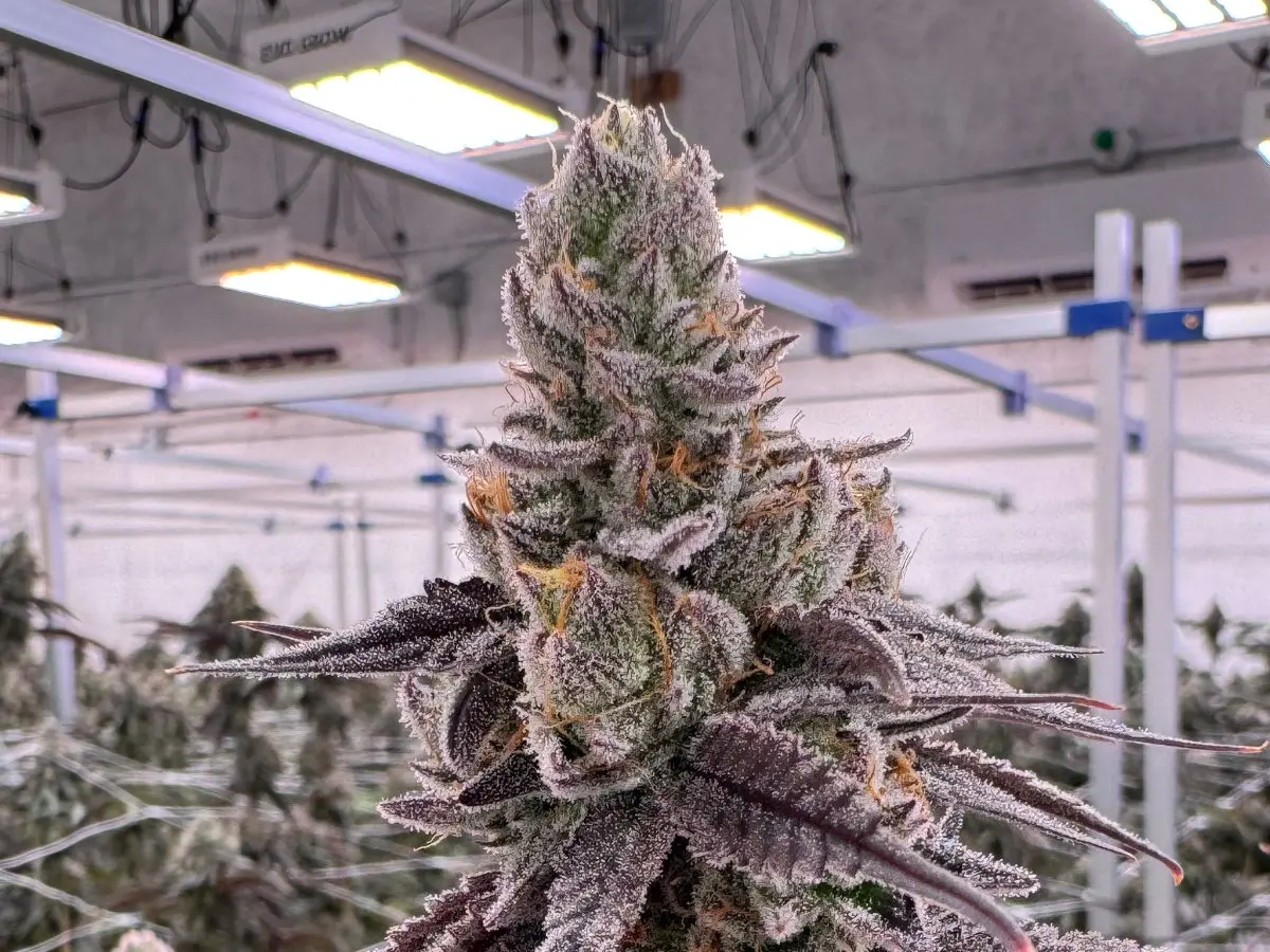 Kacklesnatch cannabis flower showing a tall pyramid-shaped cola at canopy level with dense frosty trichome coverage, deep purple sugar leaves and bright orange pistils, grown at Northwest Local Cannabis indoor facility with overhead LED grow lights and trellis netting visible
