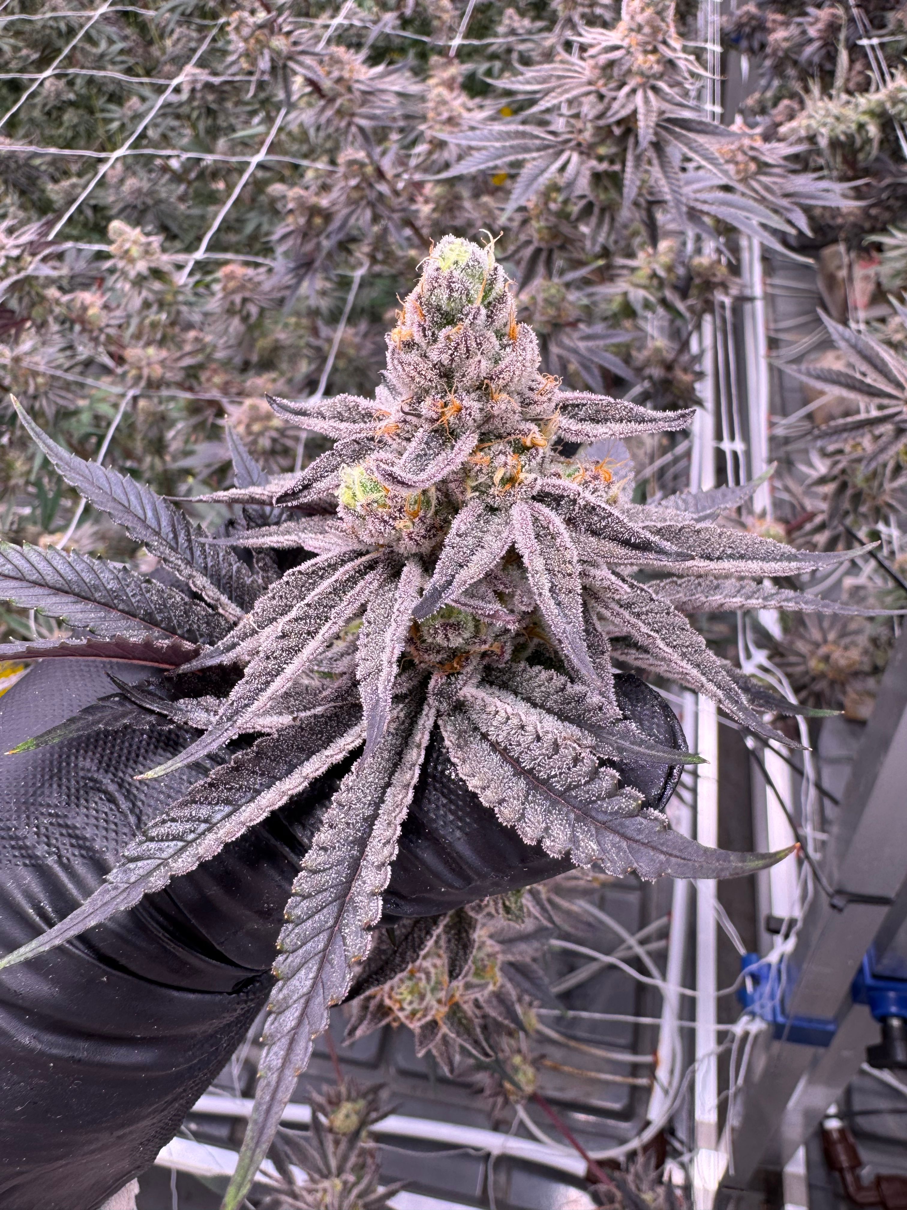 Glitter Bomb cannabis stacked cola held in black-gloved hand, dense purple bud structure coated in glistening trichomes with orange pistils against indoor canopy backdrop, grown at Northwest Local Cannabis