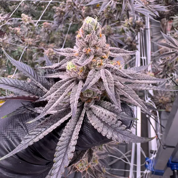 Glitter Bomb cannabis stacked cola held in black-gloved hand, dense purple bud structure coated in glistening trichomes with orange pistils against indoor canopy backdrop, grown at Northwest Local Cannabis