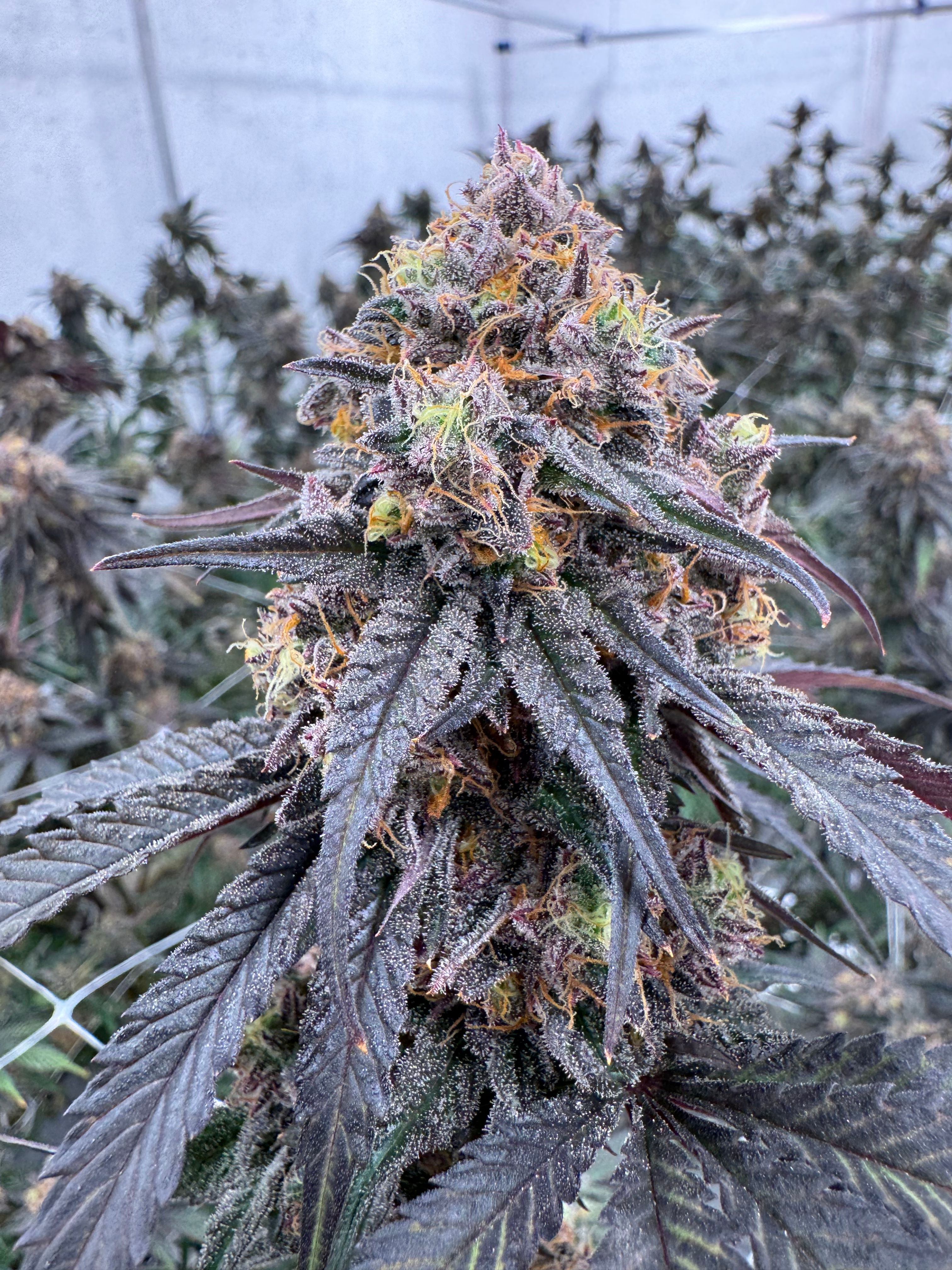 Close-up of an Animal Mints cola with deep near-black purple coloration, dense white trichome coverage and bright orange pistils, grown indoors at Northwest Local Cannabis