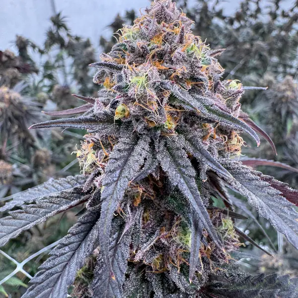 Close-up of an Animal Mints cola with deep near-black purple coloration, dense white trichome coverage and bright orange pistils, grown indoors at Northwest Local Cannabis