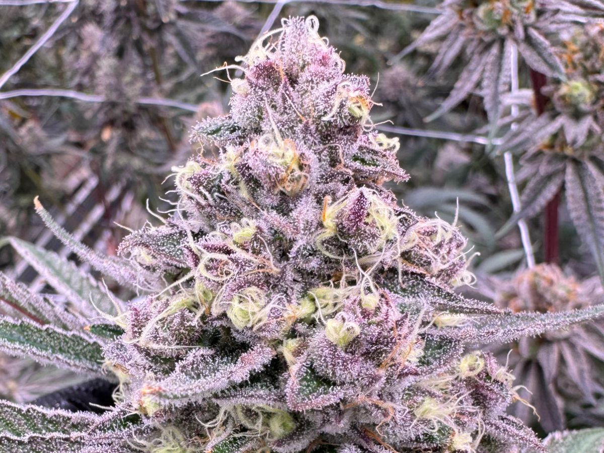 Super Boof cannabis flower showing dense purple and green buds covered in frosty trichomes with curling orange and white pistils, grown at Northwest Local Cannabis indoor facility