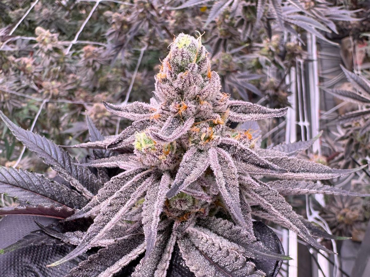 Glitter Bomb cannabis flower with frosty trichome-covered purple and green buds with bright orange pistils, grown at Northwest Local Cannabis indoor facility