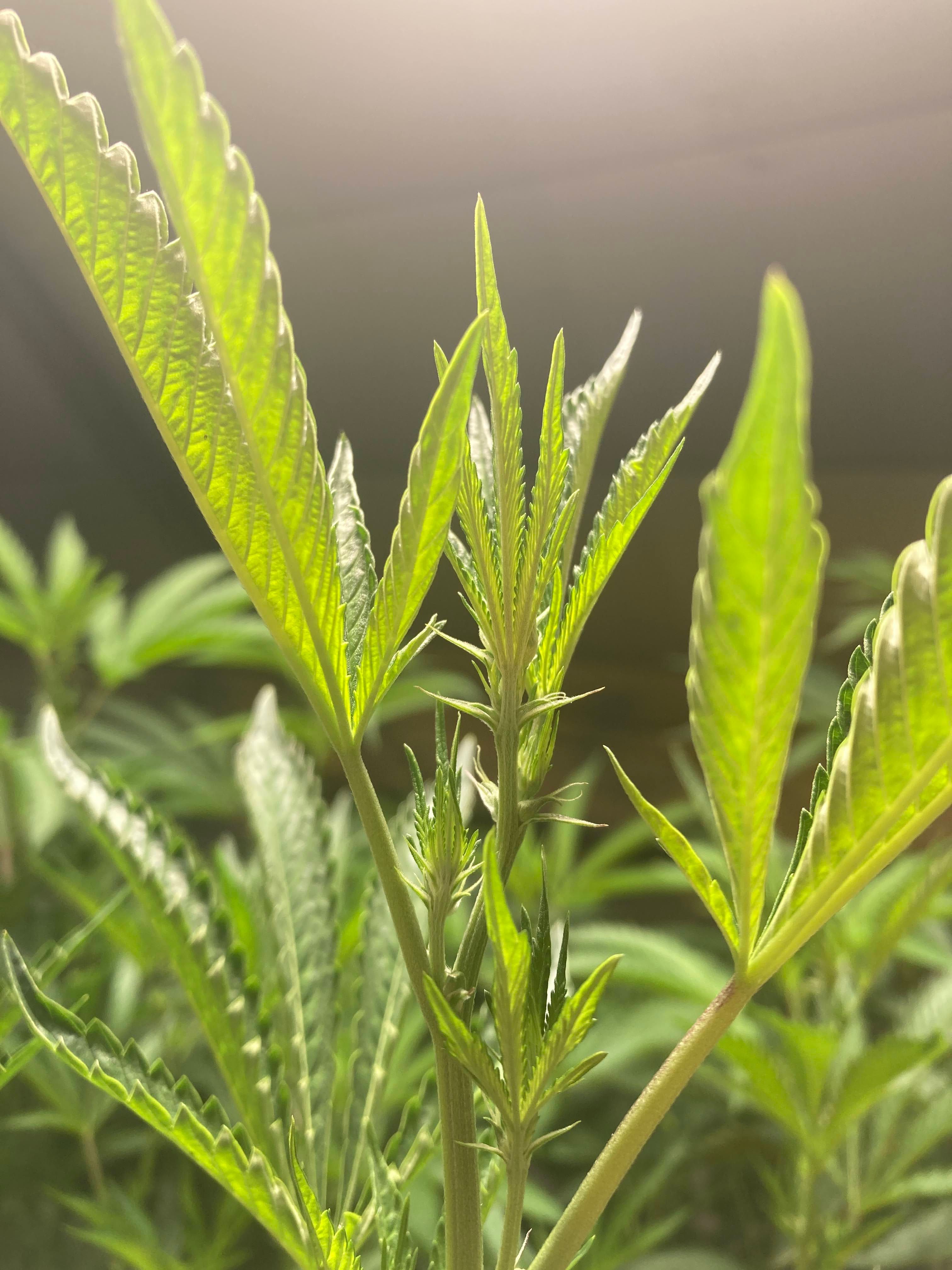 Close-up of vibrant green cannabis leaves with serrated edges catching the light, grown at Northwest Local Cannabis indoor facility