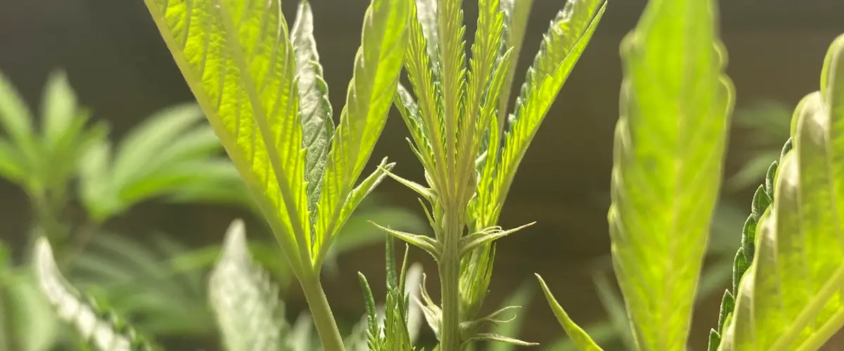 Close-up of vibrant green cannabis leaves with serrated edges catching the light, grown at Northwest Local Cannabis indoor facility
