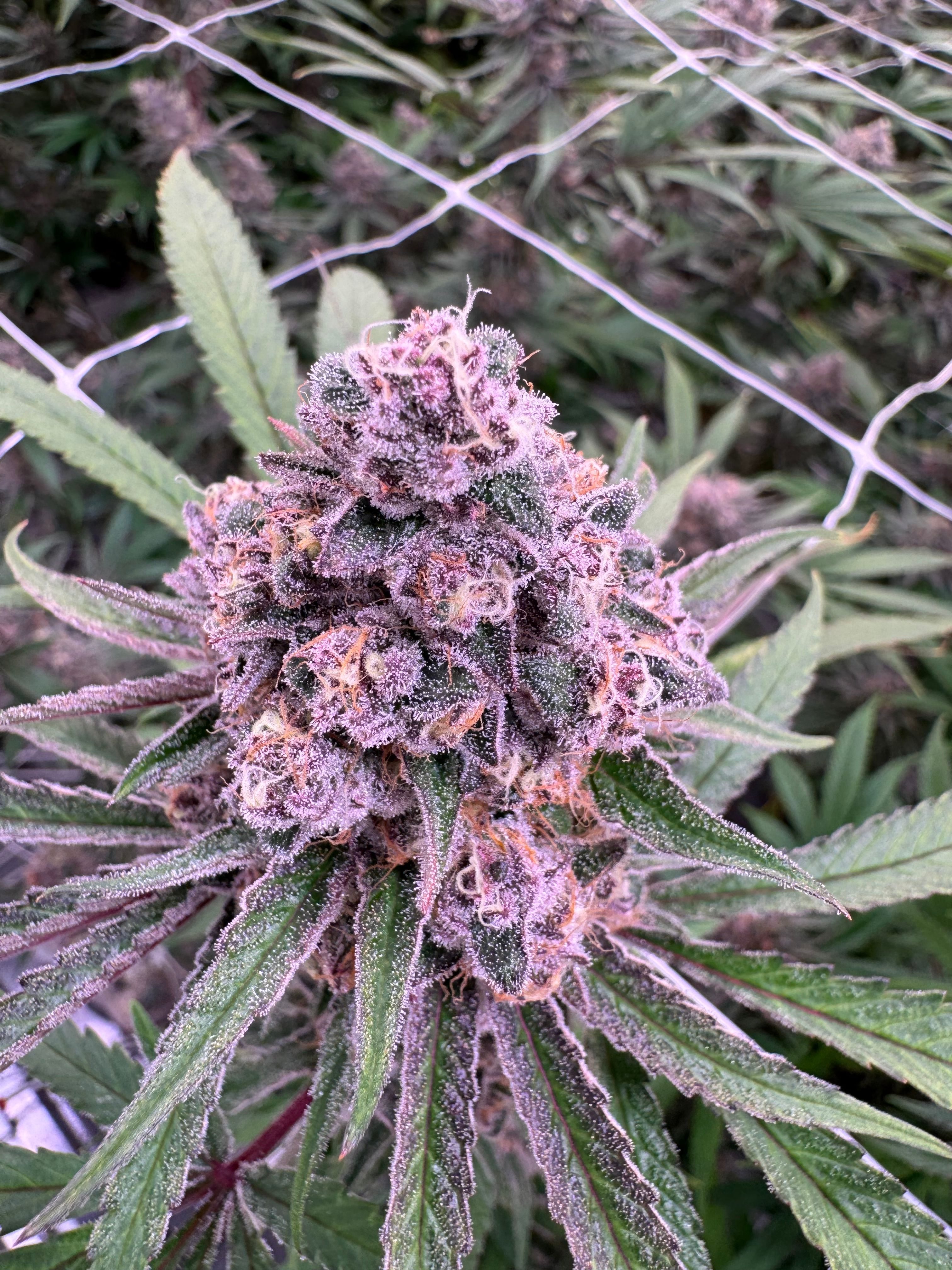 Macro close-up of a Super Boof bud cluster against a trellis net showing extreme detail of curling orange pistils and frosty white trichomes on dark purple flower, grown at Northwest Local Cannabis