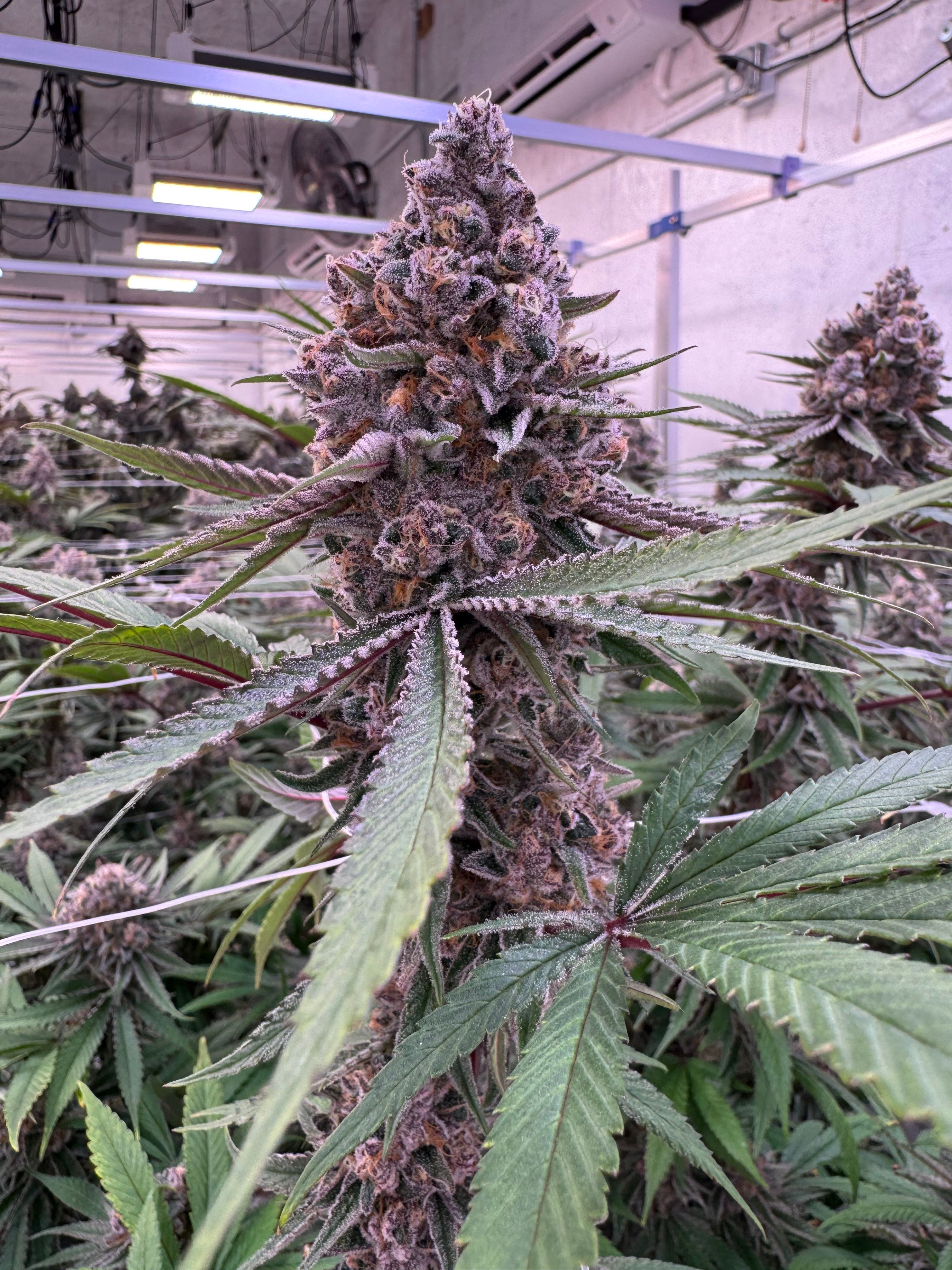 Tall Super Boof main cola hanging at canopy level inside Northwest Local Cannabis indoor grow facility, dense purple and green frosted bud with orange pistils against overhead LED grow lights