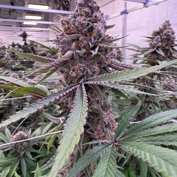 Tall Super Boof main cola hanging at canopy level inside Northwest Local Cannabis indoor grow facility, dense purple and green frosted bud with orange pistils against overhead LED grow lights