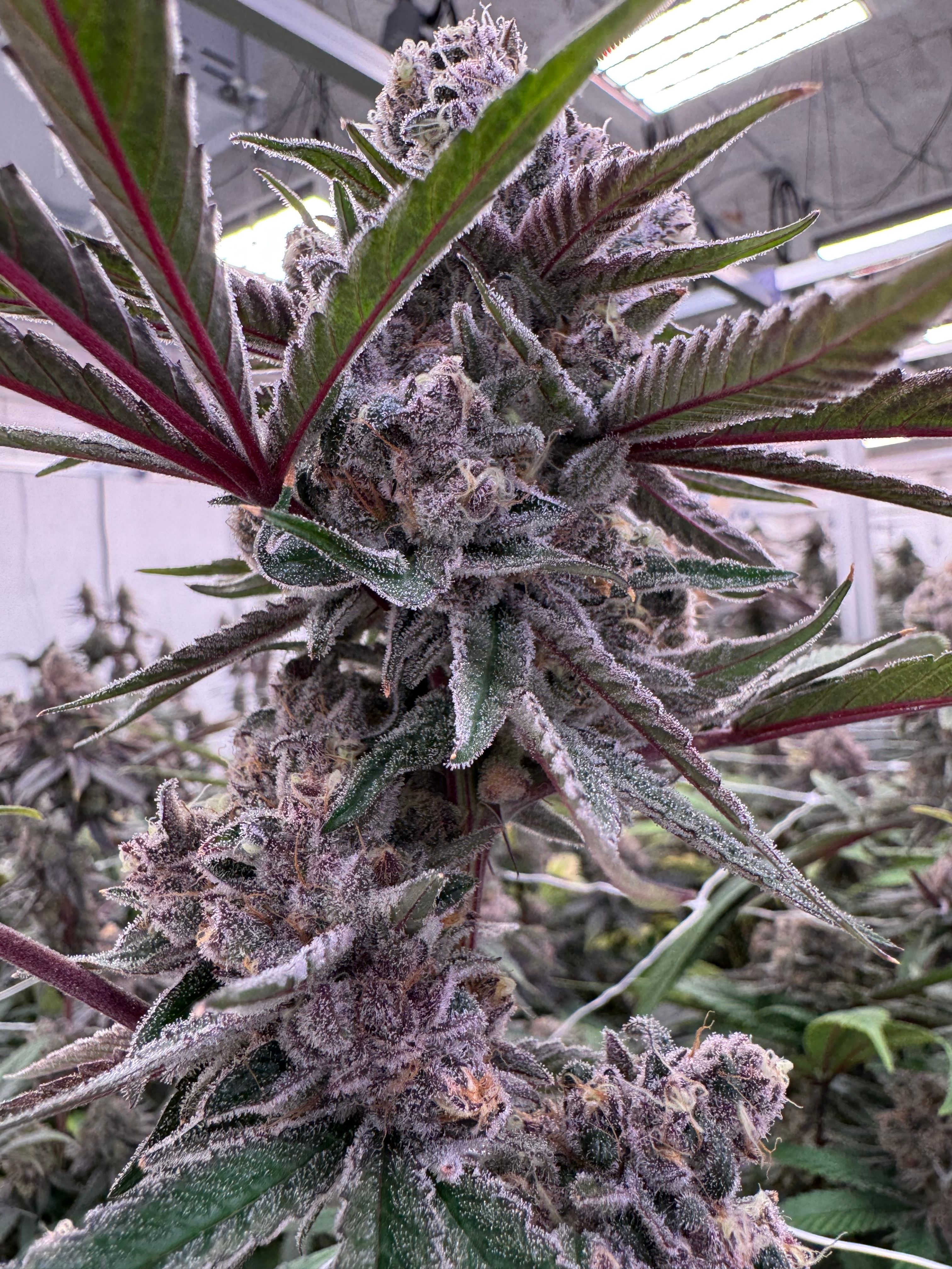 Two Super Boof colas with vivid pink-red stems and dense trichome coating, frosted purple and green flowers in Northwest Local Cannabis indoor grow room