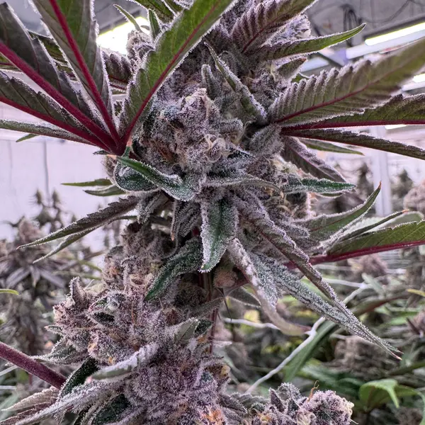Two Super Boof colas with vivid pink-red stems and dense trichome coating, frosted purple and green flowers in Northwest Local Cannabis indoor grow room
