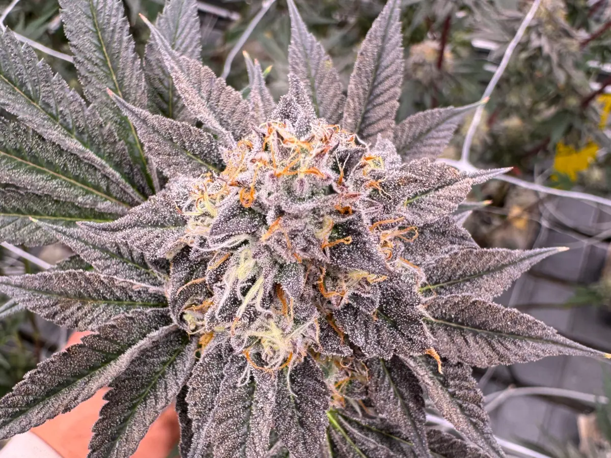 Donny Burger cannabis plant in late flower held by hand, showing dense frosty buds blanketed in trichomes with vibrant orange pistils and dark green sugar leaves, grown at Northwest Local Cannabis