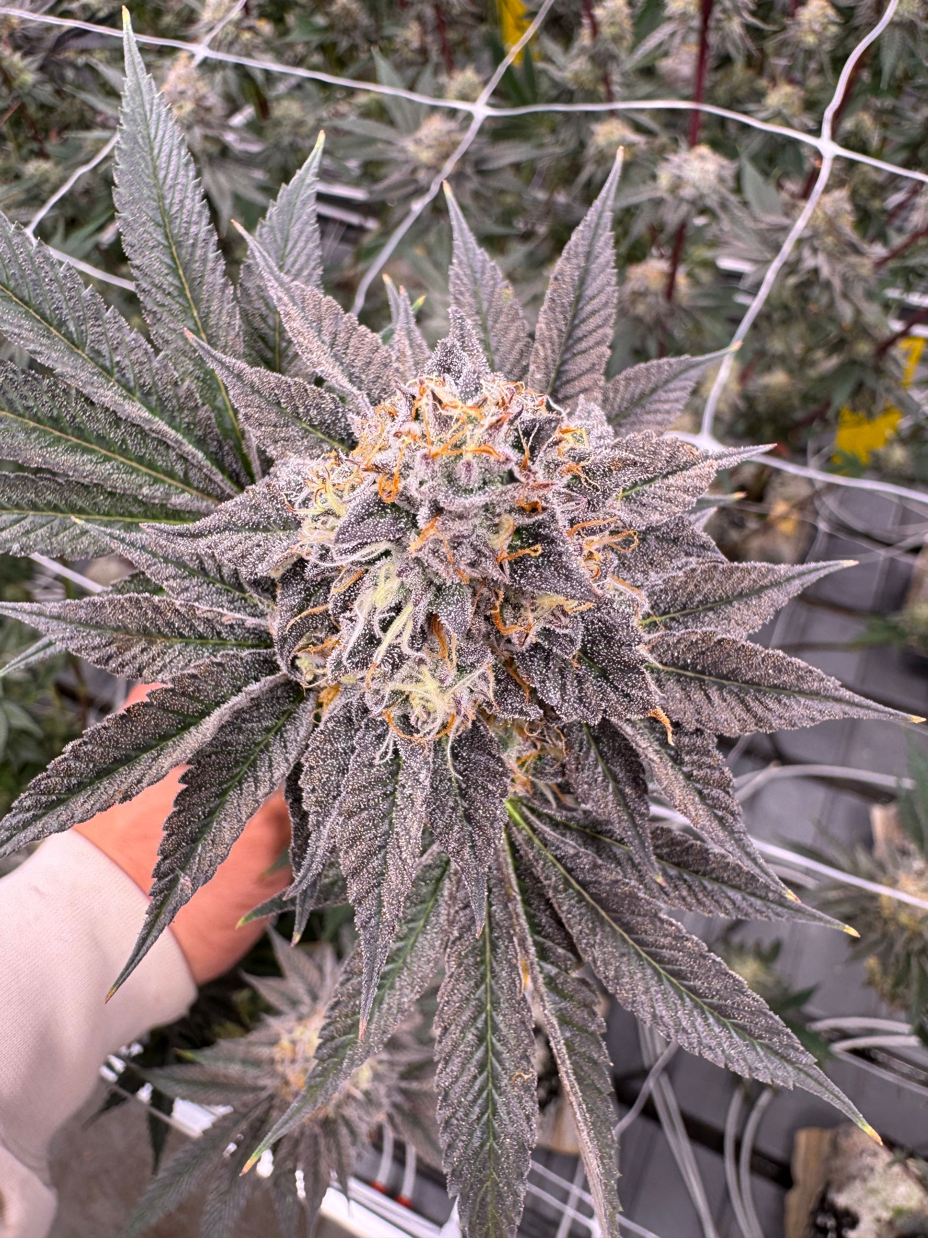 Donny Burger cannabis cola held in hand showing heavy trichome coverage and bright orange pistils against an indoor grow canopy with trellis netting, grown at Northwest Local Cannabis