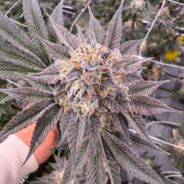 Donny Burger cannabis cola held in hand showing heavy trichome coverage and bright orange pistils against an indoor grow canopy with trellis netting, grown at Northwest Local Cannabis
