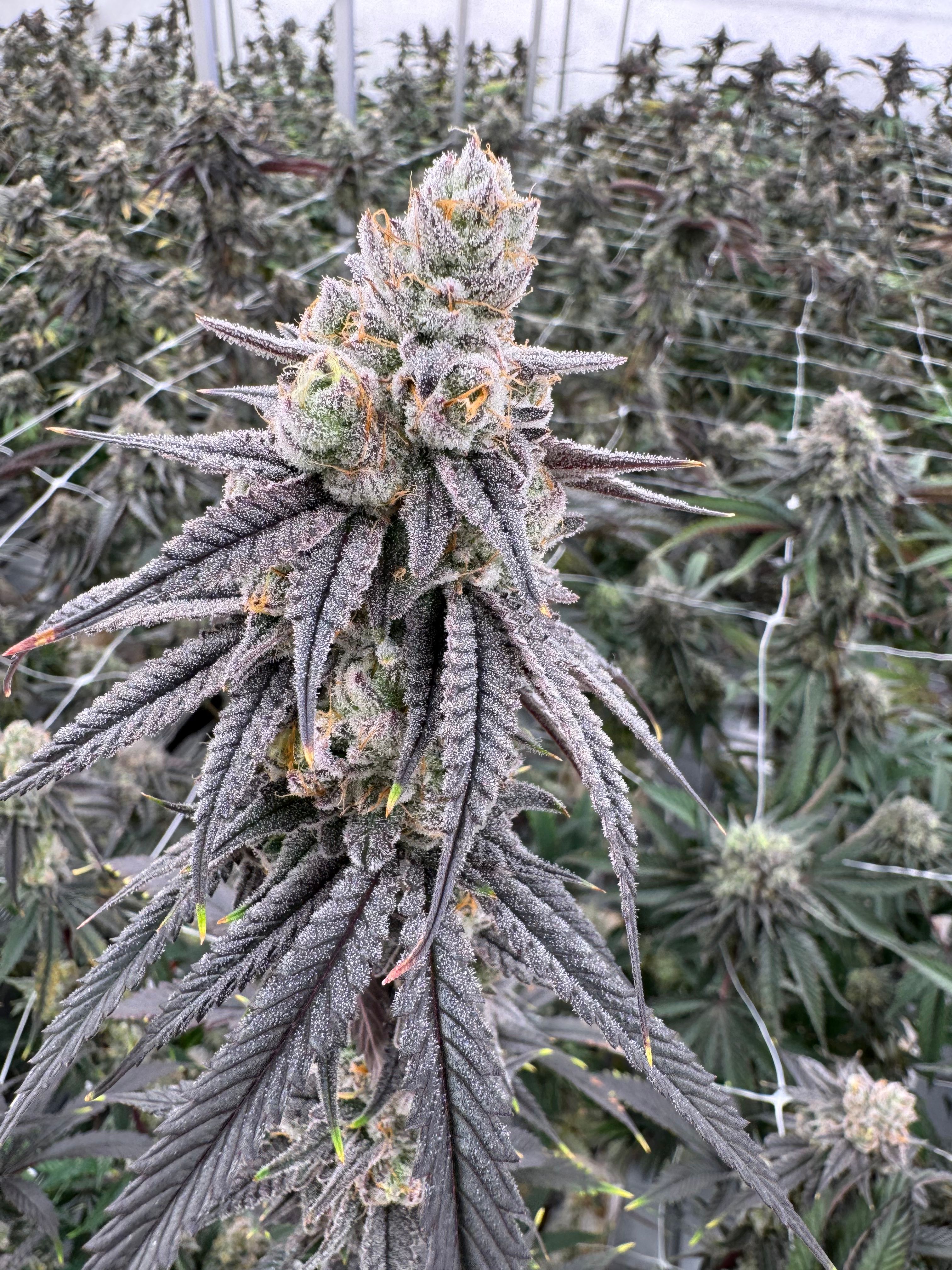 Overhead view of a long Kacklesnatch cola showing dense frosted bud clusters with dark purple sugar leaves spread along the stem against trellis netting and surrounding canopy, grown indoors at Northwest Local Cannabis
