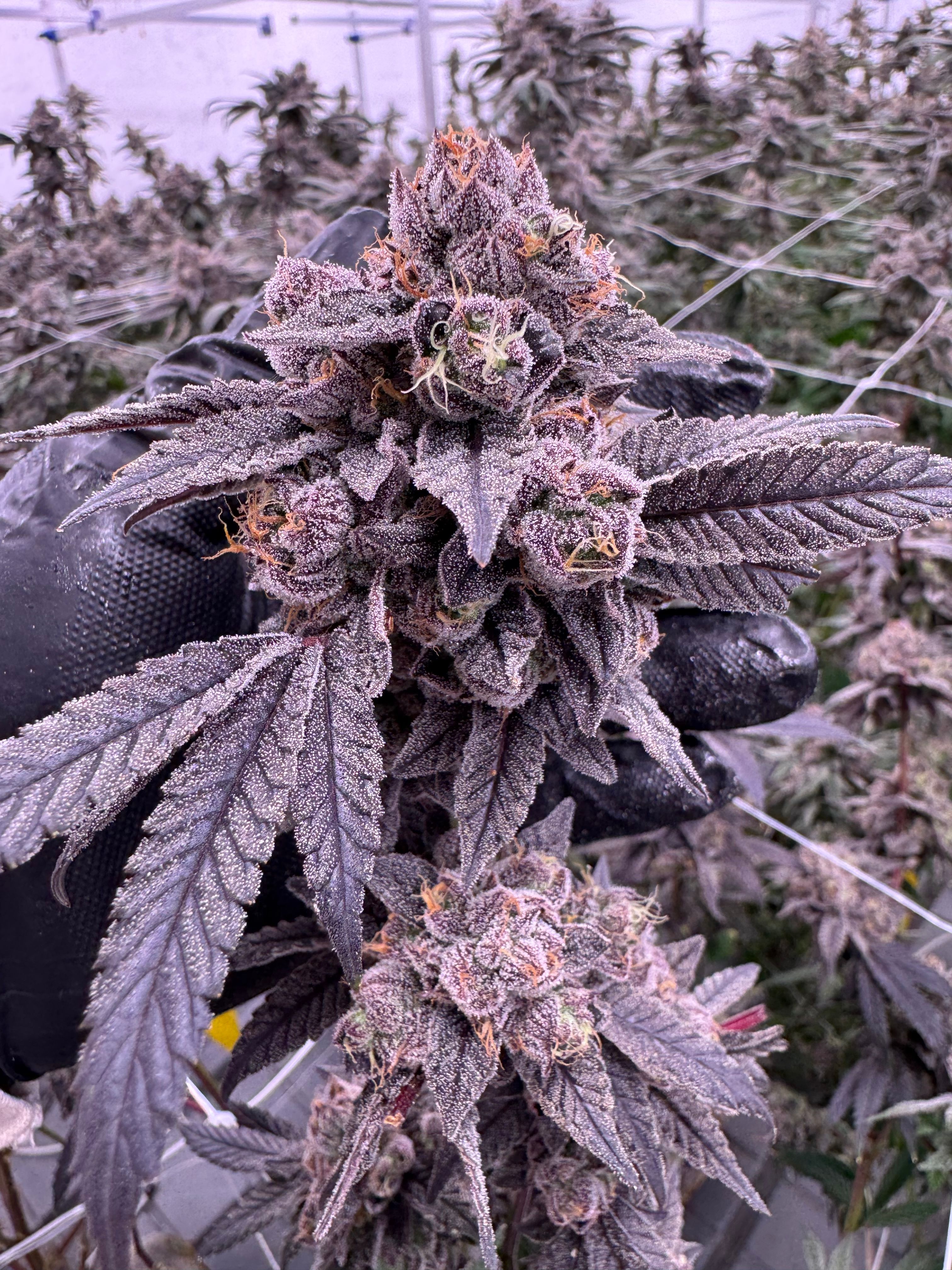 Gastro Pop cannabis dense purple cola held in black-gloved hand with stacked bud sites covered in heavy trichomes and orange pistils, indoor canopy with trellis netting, grown at Northwest Local Cannabis