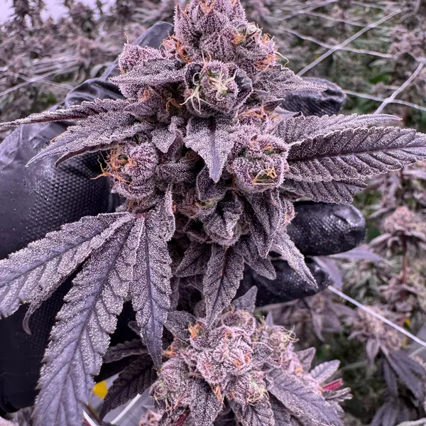 Gastro Pop cannabis dense purple cola held in black-gloved hand with stacked bud sites covered in heavy trichomes and orange pistils, indoor canopy with trellis netting, grown at Northwest Local Cannabis