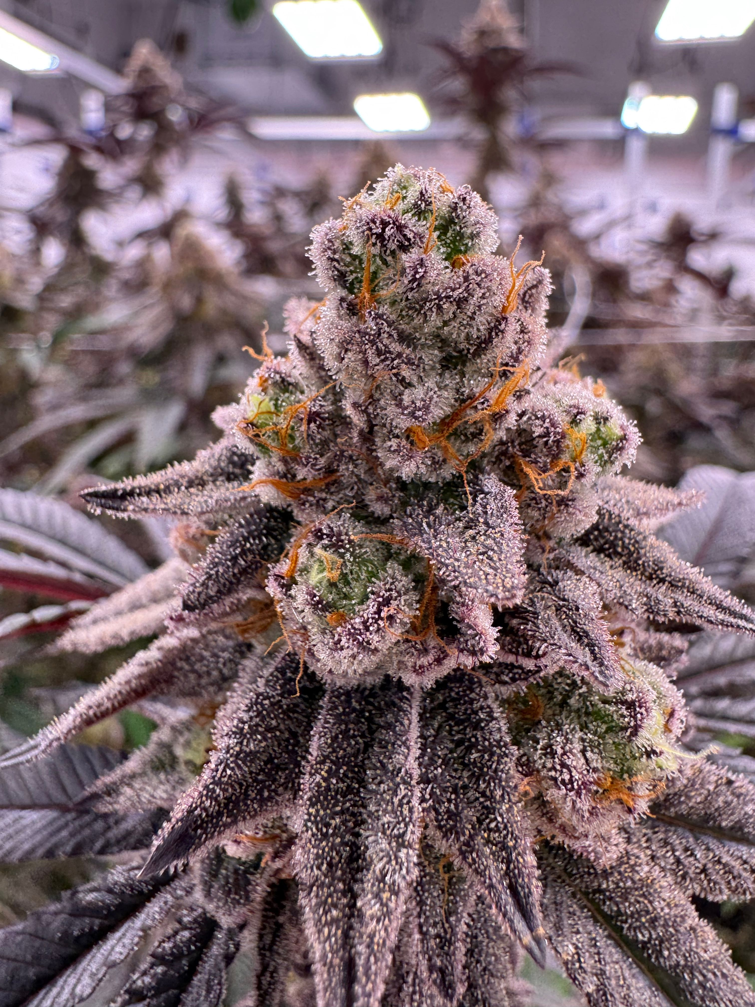 Glitter Bomb cannabis plant in flower showing a vertical column of stacked colas, dense purple-silver buds blanketed in trichomes with bright orange pistils, dark purple stems and fan leaves visible, indoor canopy with overhead grow light frame, grown at Northwest Local Cannabis