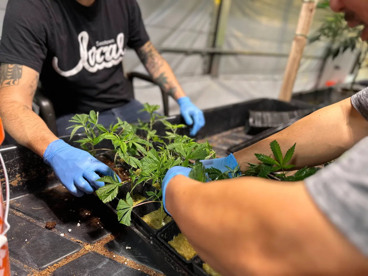 Working together to propagate clones