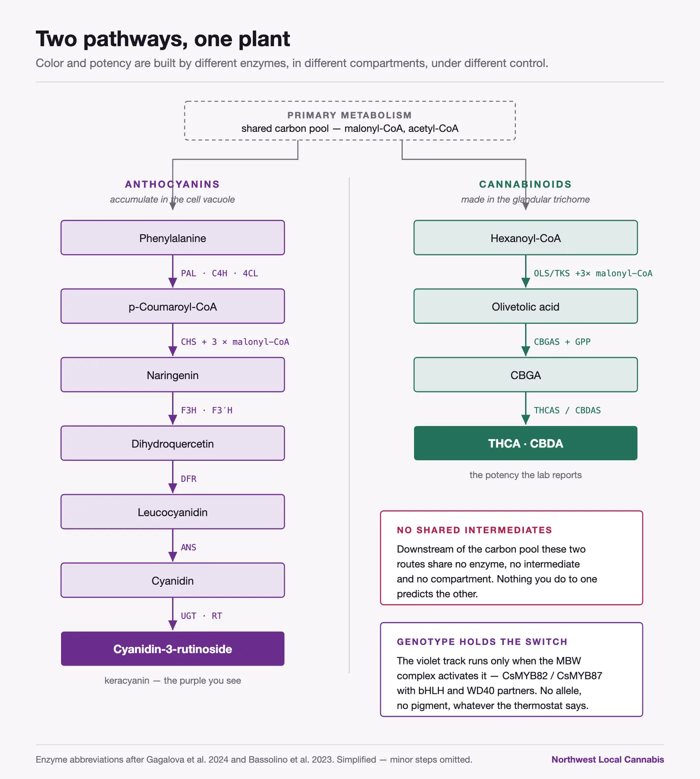Flowchart contrasting anthocyanin and cannabinoid biosynthesis in Cannabis sativa. Both start from a shared malonyl-CoA and acetyl-CoA carbon pool, then diverge completely: the anthocyanin route runs phenylalanine to cyanidin-3-rutinoside in the cell vacuole, while the cannabinoid route runs hexanoyl-CoA to THCA and CBDA in the glandular trichome. The two share no enzyme, intermediate or compartment downstream of the carbon pool.