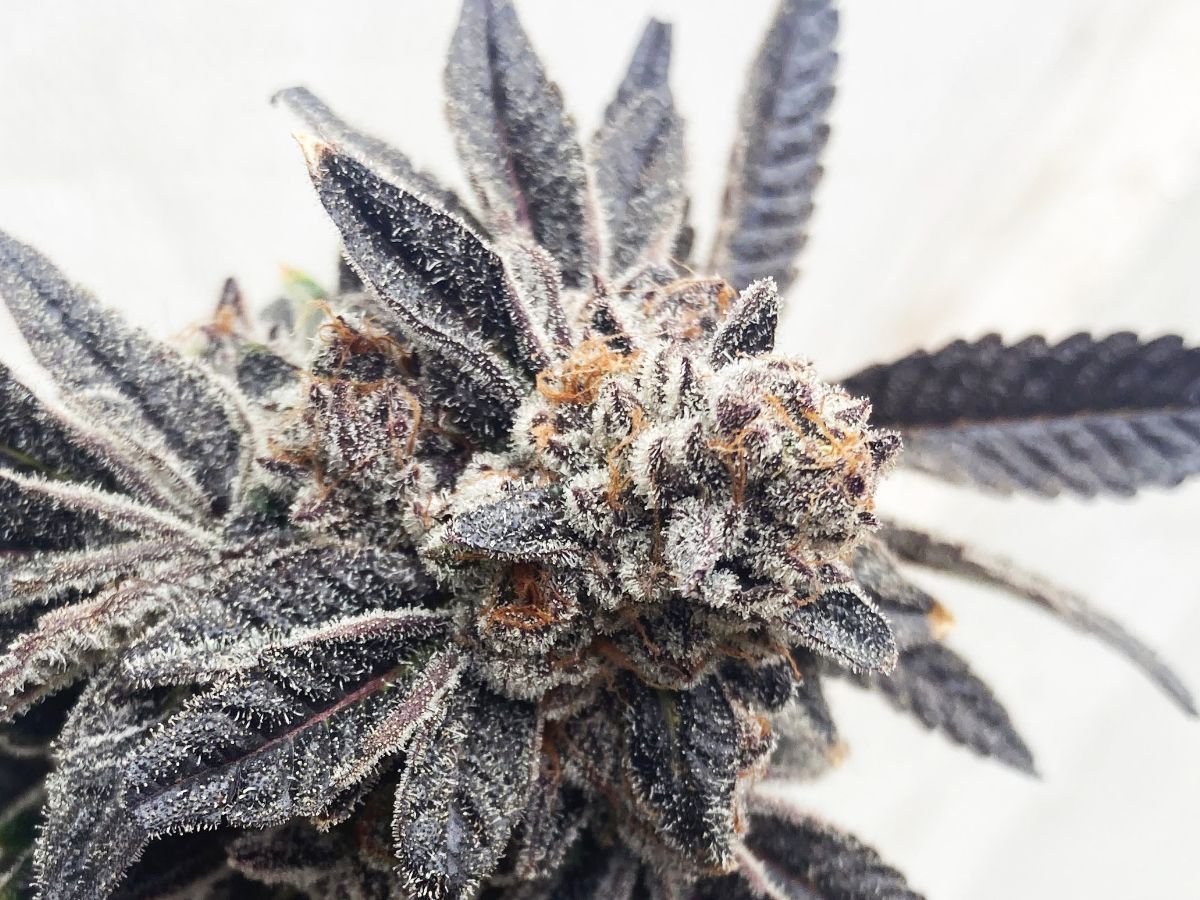 Gelato 47 cannabis flower close-up showing dense dark purple buds blanketed in frosty trichomes with orange pistils, grown at Northwest Local Cannabis indoor facility