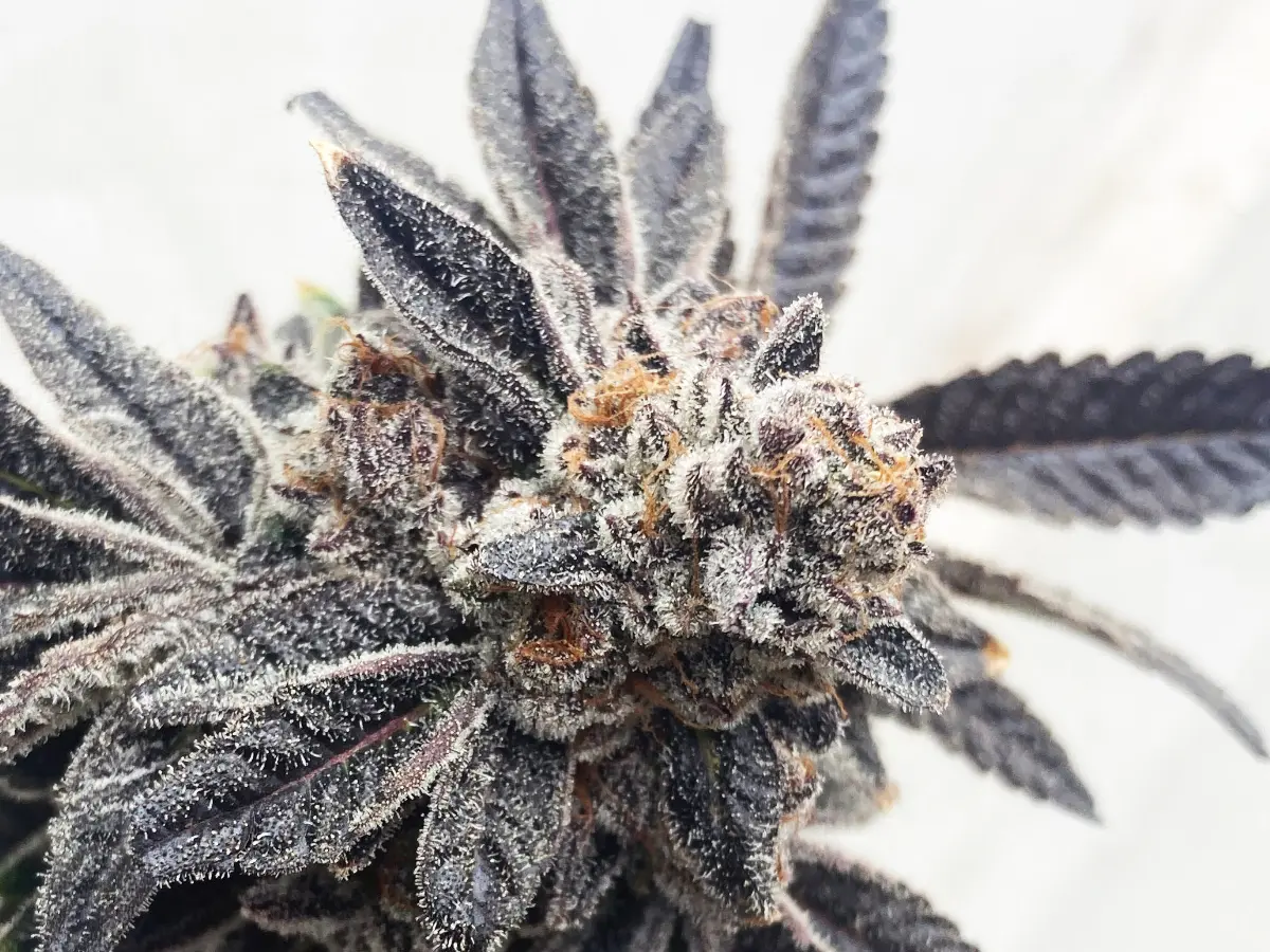 Gelato 47 cannabis flower close-up showing dense dark purple buds blanketed in frosty trichomes with orange pistils, grown at Northwest Local Cannabis indoor facility
