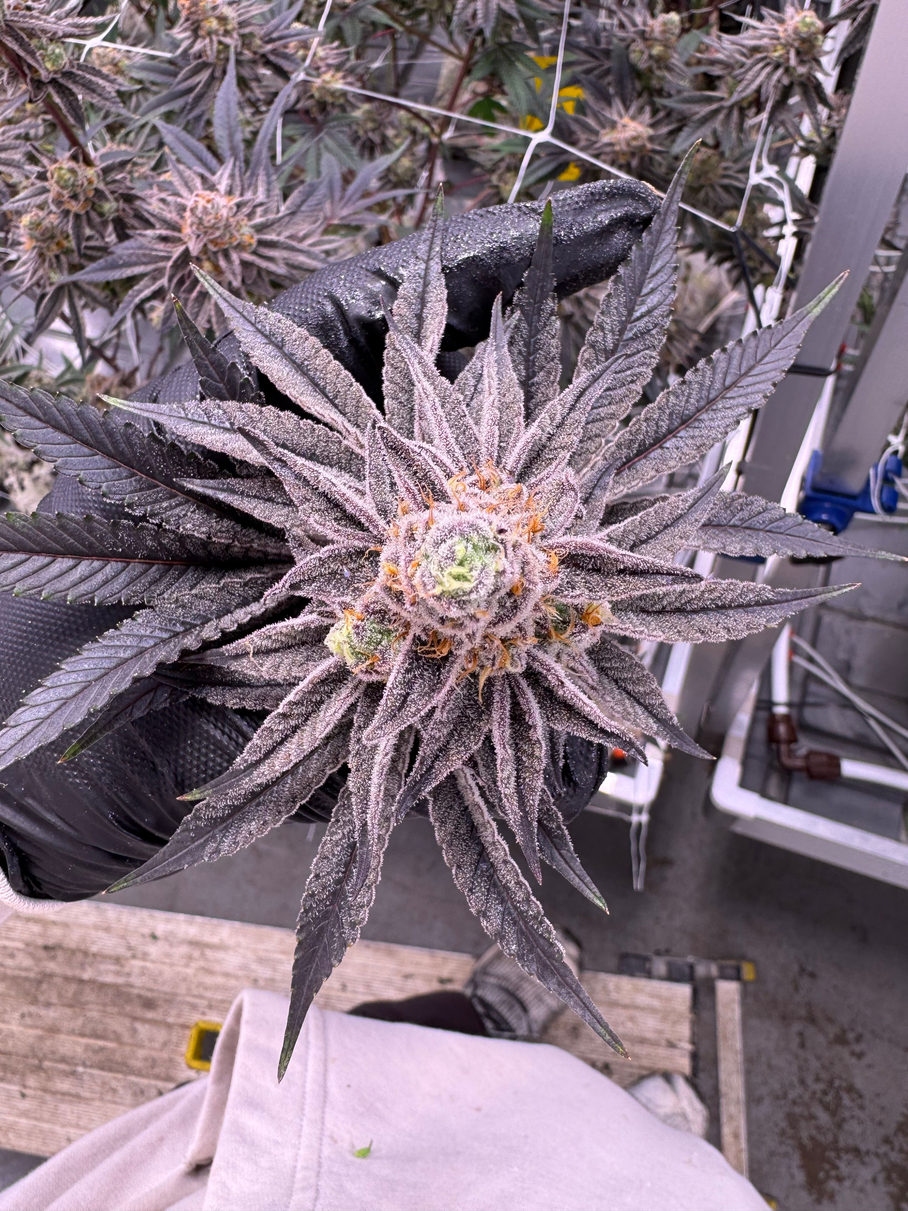 Glitter Bomb cannabis cola held in black-gloved hand viewed from above, showing deep purple leaves blanketed in frosty trichomes with bright orange pistils, indoor grow facility with trellis netting, grown at Northwest Local Cannabis