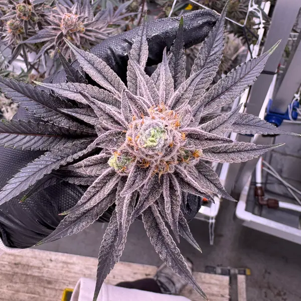 Glitter Bomb cannabis cola held in black-gloved hand viewed from above, showing deep purple leaves blanketed in frosty trichomes with bright orange pistils, indoor grow facility with trellis netting, grown at Northwest Local Cannabis